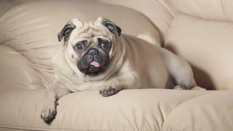 Pug