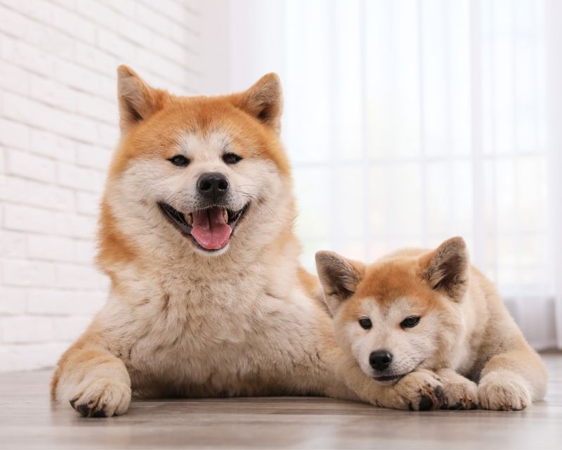 Akita's Specialized Care