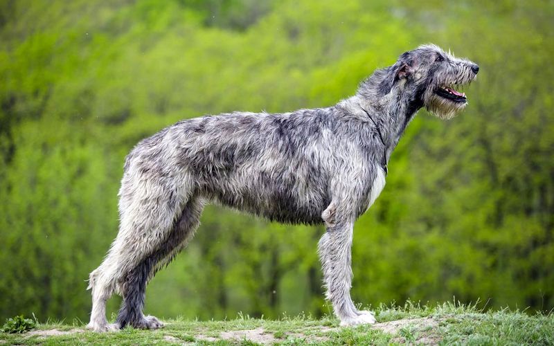 Irish Wolfhound