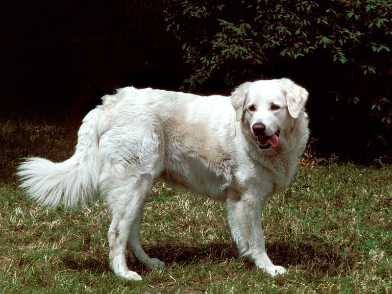 Kuvasz