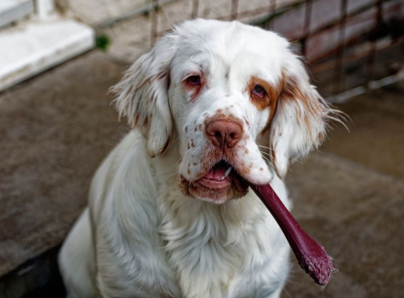 Clumber Spaniel