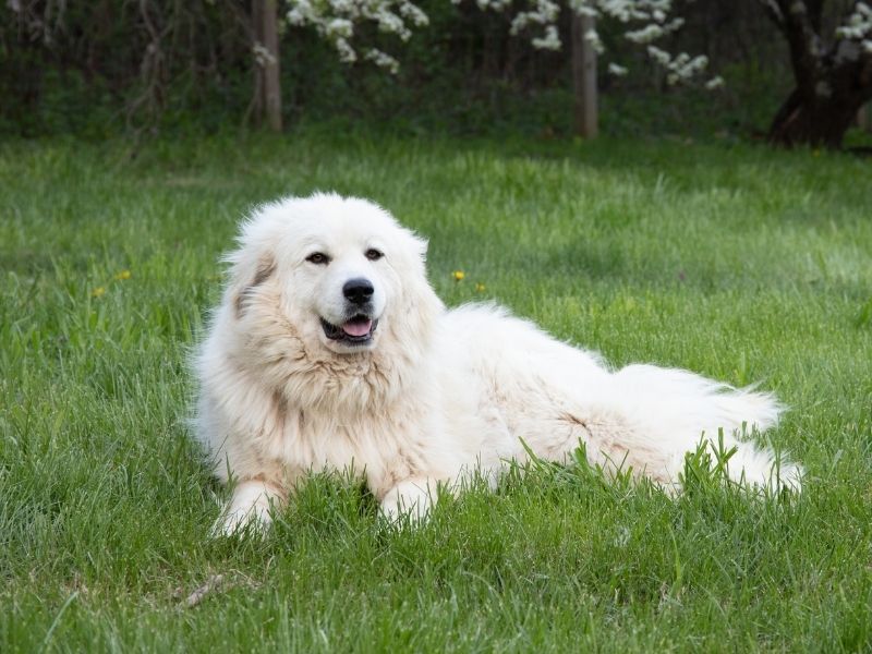 Great Pyrenees