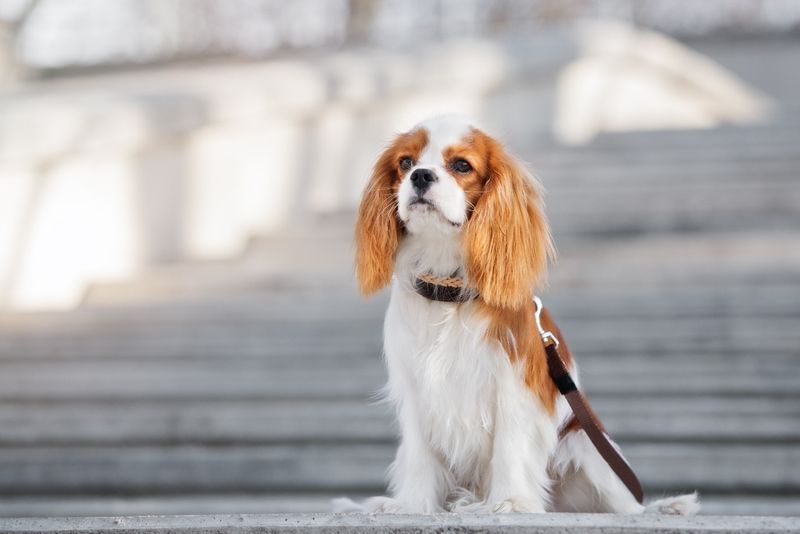 Cavalier King Charles Spaniel 