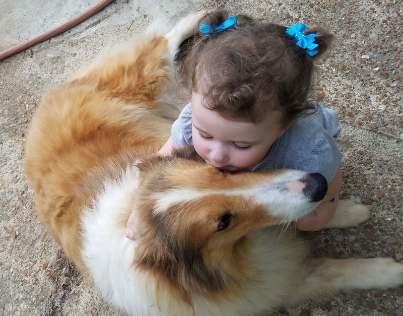 Collie