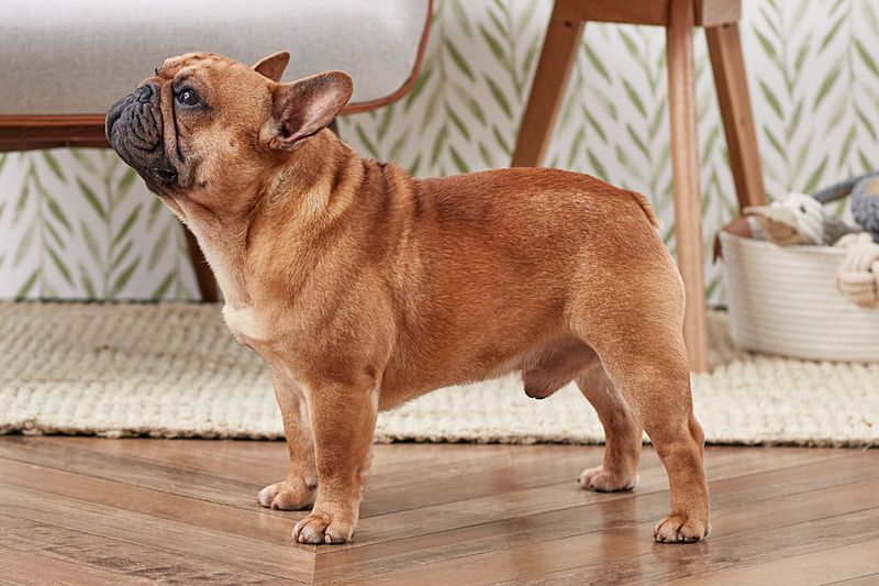 French Bulldog: Quietly Charming