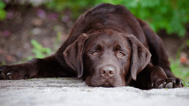 Labrador Retriever: Enthusiastic Huggers