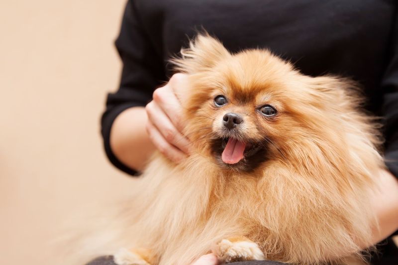 Pomeranian: Pocket-Sized Cuddle Powerhouses
