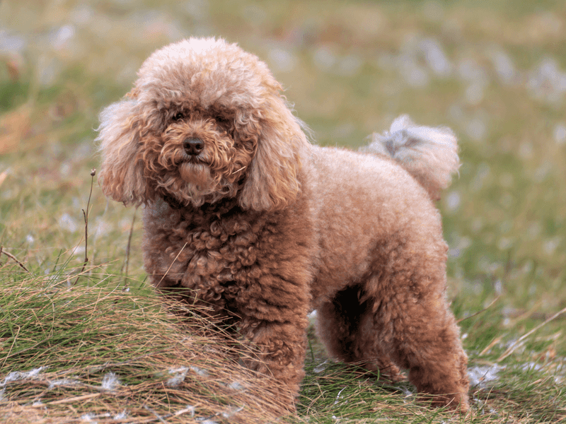 Poodle: The Intellectual Charmer