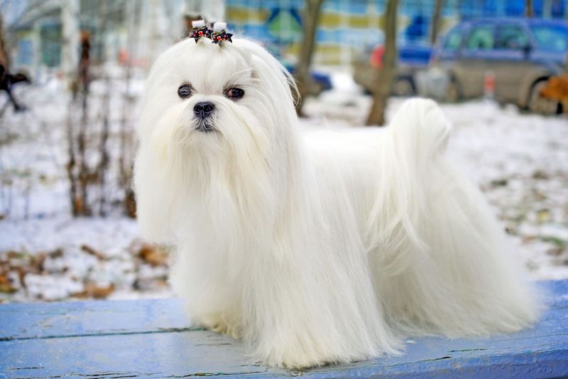 Maltese: Ancient Silky Treasure
