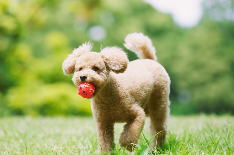 Poodle