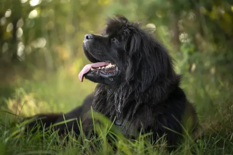 Newfoundland