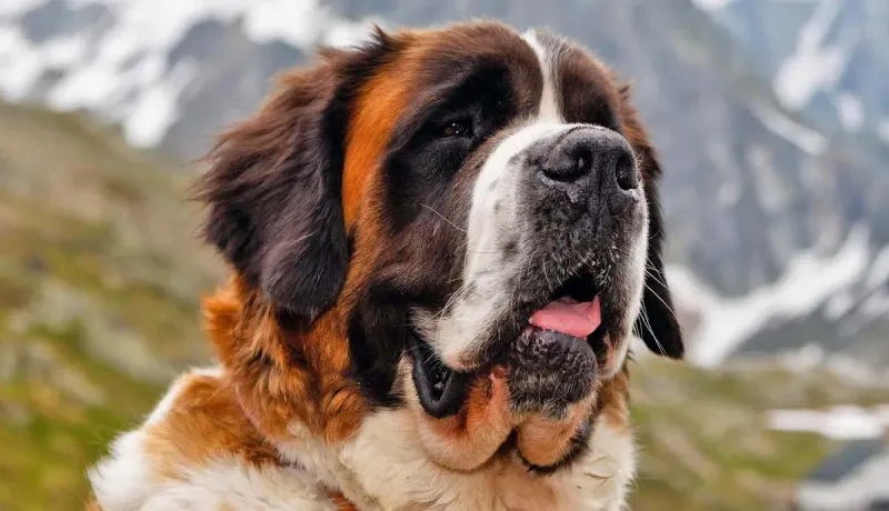 Saint Bernards: The Alpine Heroes