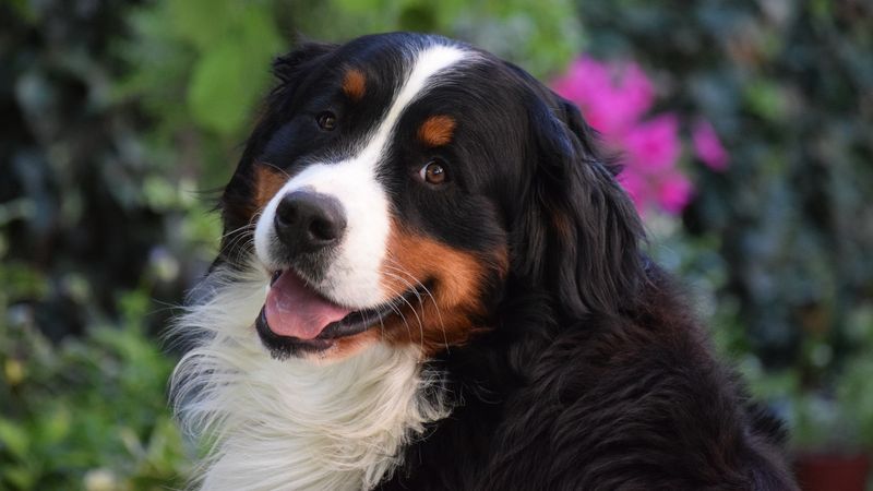 Bernese Mountain Dogs: Loyal Protectors With Endless Patience
