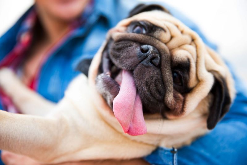 Pugs: Comical Cat-Friendly Companions
