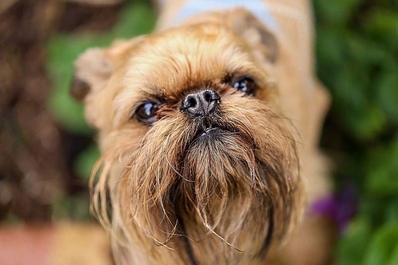 Brussels Griffons: Bearded Velcro Companions