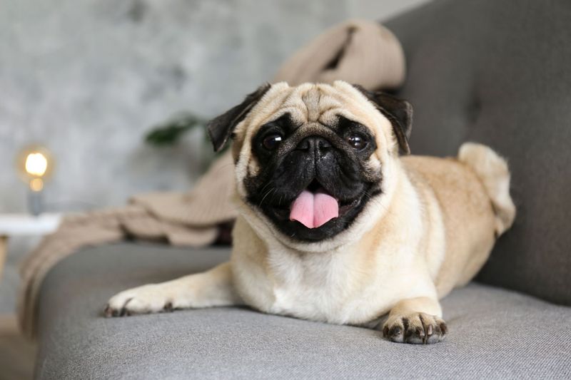 Pugs: The Clowns with Crowns