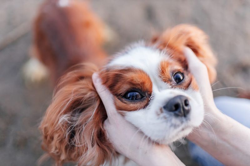 Cavalier King Charles Spaniels: Bred For Royal Laps