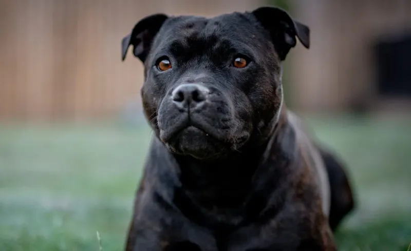 Staffordshire Bull Terriers: Compact Defenders