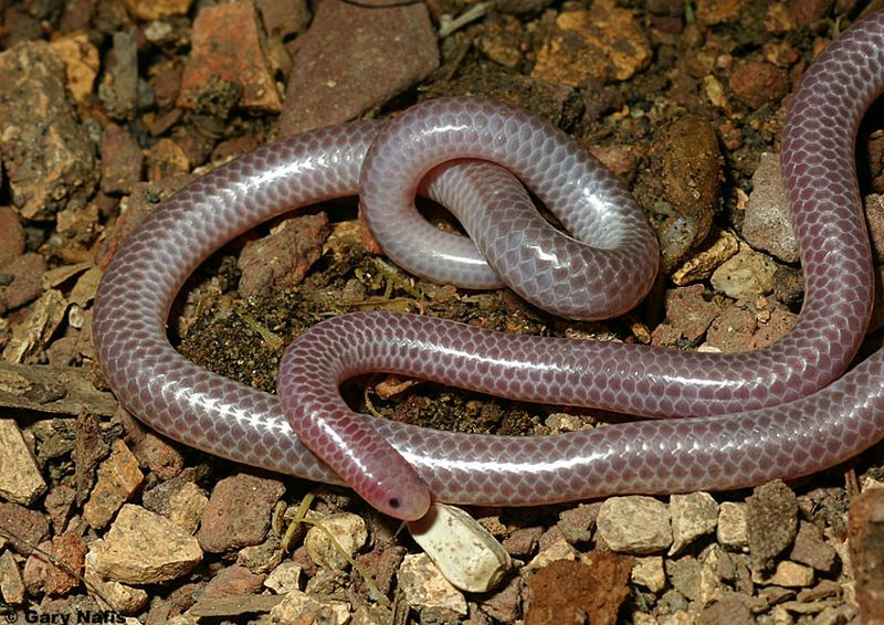 Western Threadsnake