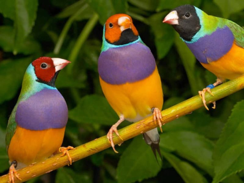 Gouldian Finch
