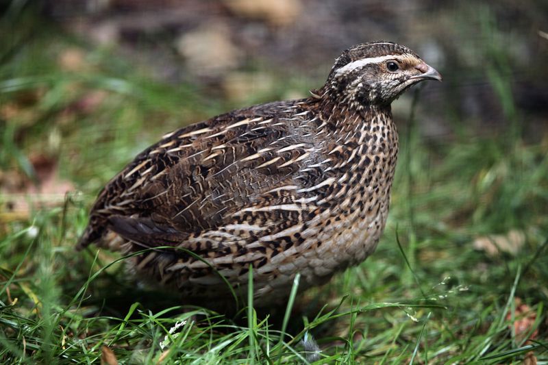 Quail: The Apartment-Friendly Option