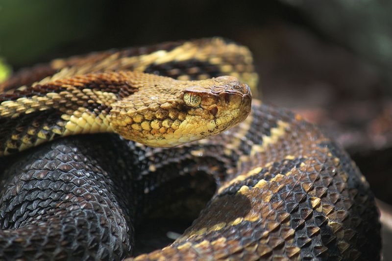 Venomous Beauty: Timber Rattlesnake