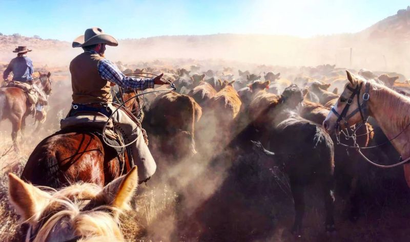 Drag Horses – The Herd Followers