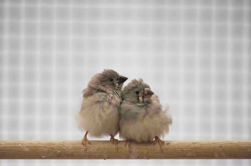 Breeding Blunders: Reduced Reproductive Success