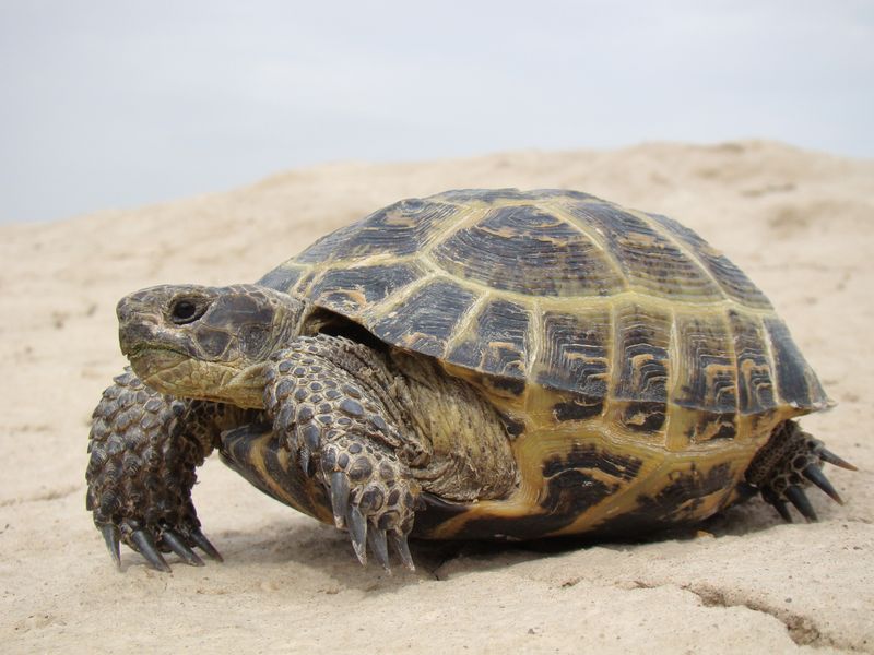 Temperature-Defying Marvels: Russian Tortoises