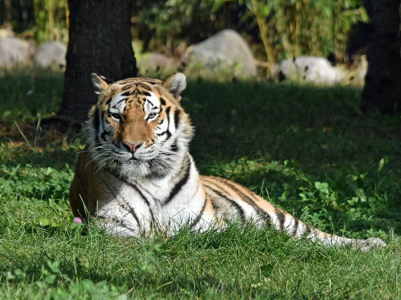 Adaptable Hunting Strategies