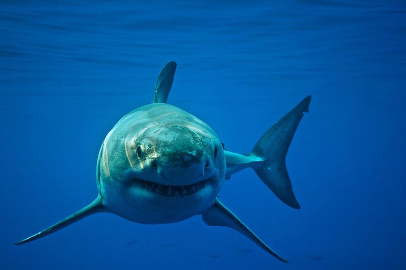 Ocean's Perfect Predator: Great White Sharks