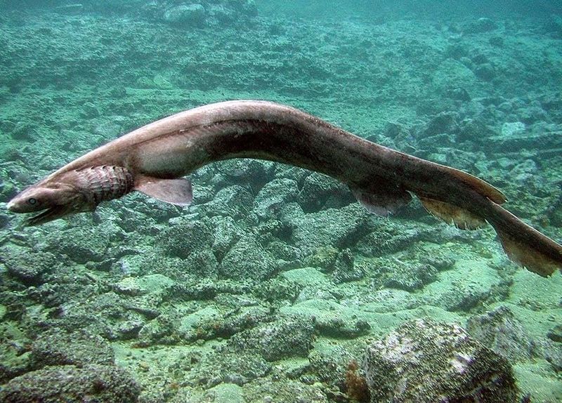 Serpent Of The Deep
