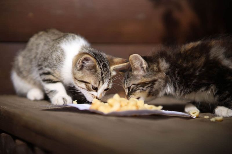 Eating Habits Reveal Origins