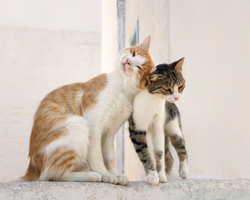 Headbutting Hellos