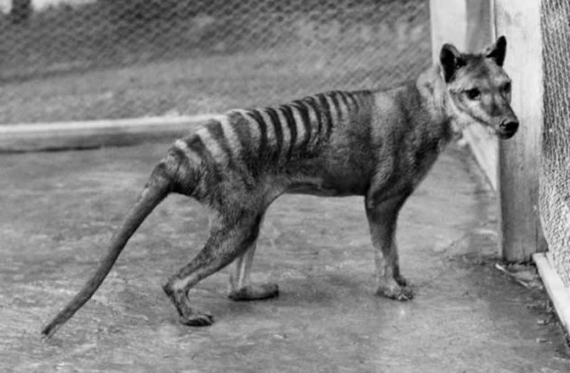 Stripes As Unique As Fingerprints