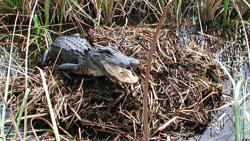 Record-Breaking Nests