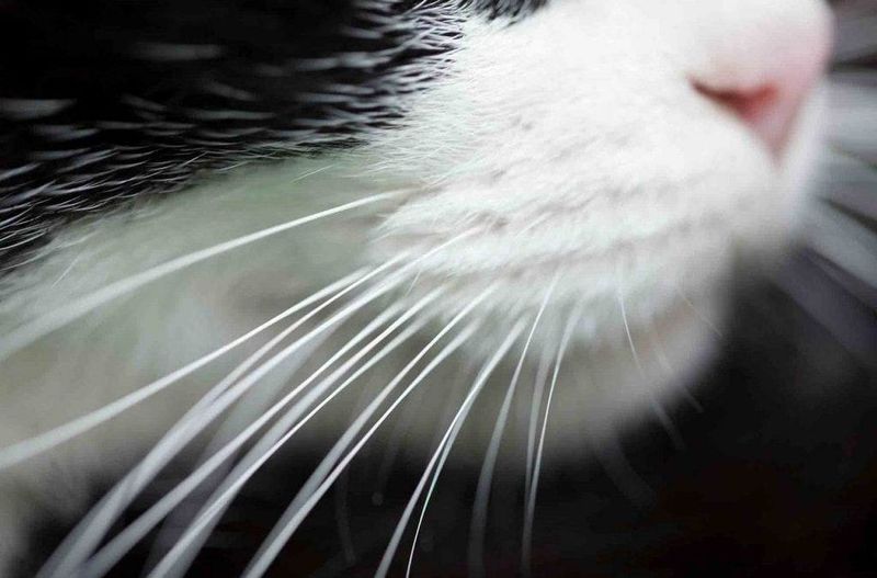 Whisker Warning Systems