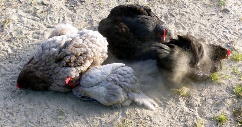 Dust Bath Techniques: Cleaning Contrasts