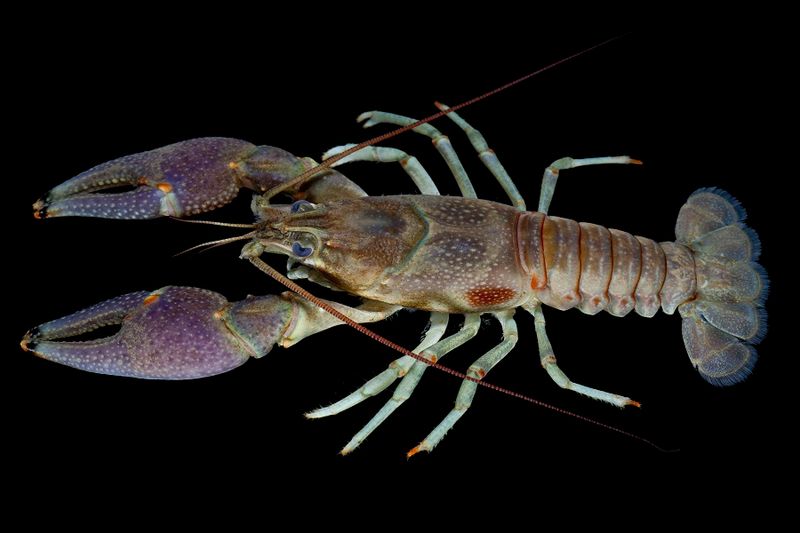 Rusty Crayfish