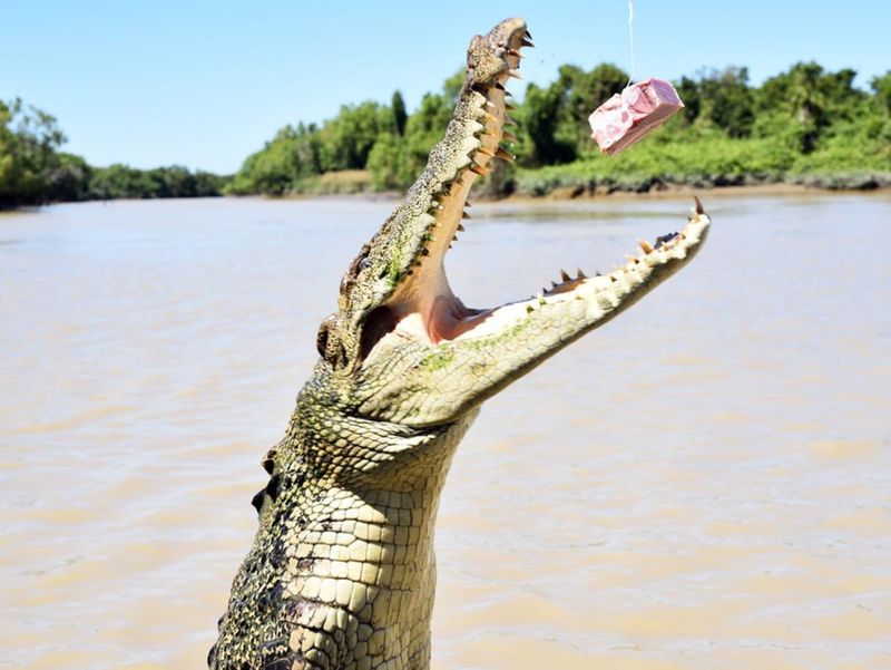 Australia's Daredevil Paradise: Adelaide River