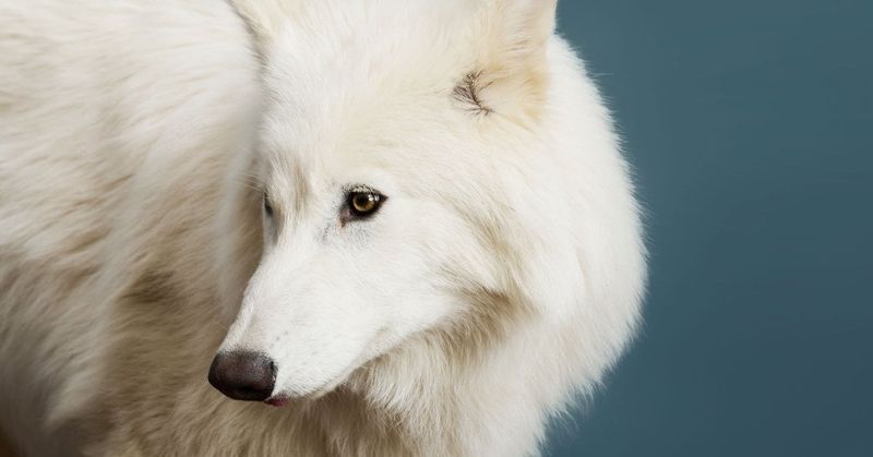 Dire Wolf Descendants?