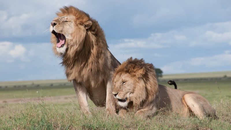 Cooperative Strategists: Lions