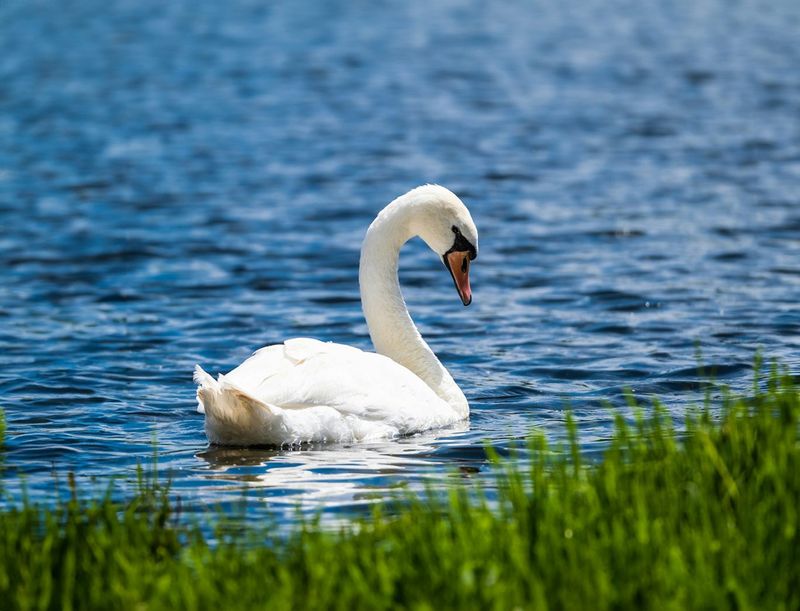 Resource Drains: Swans