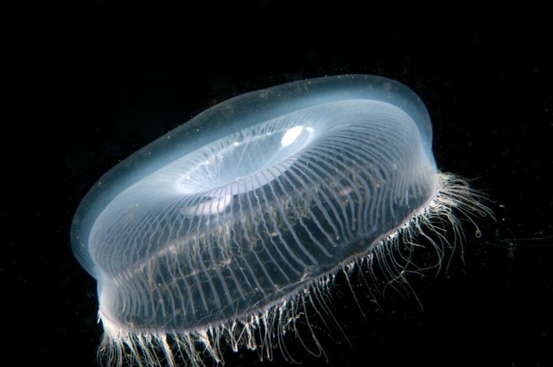 Crystal Jellyfish: Nature's Living Lightbulb