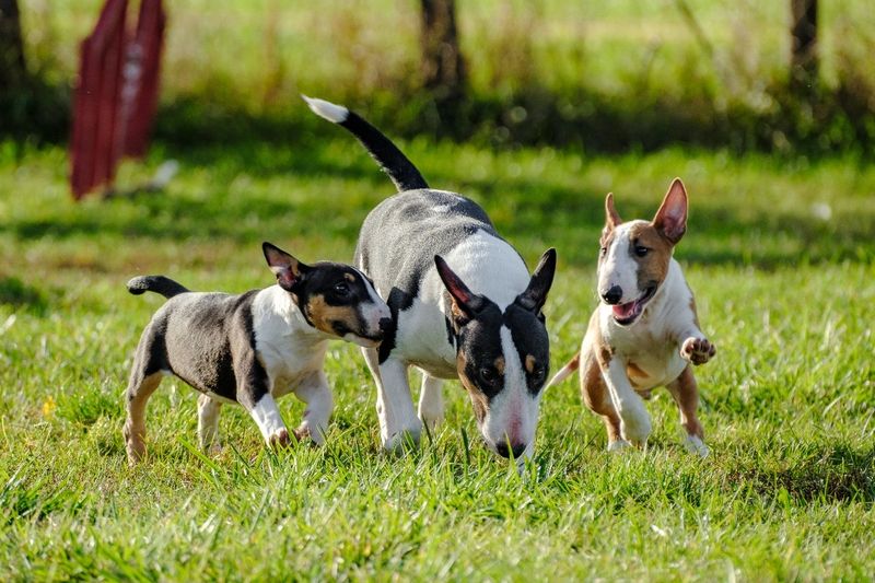 Miniature Bull Terrier: Comical Powerhouse