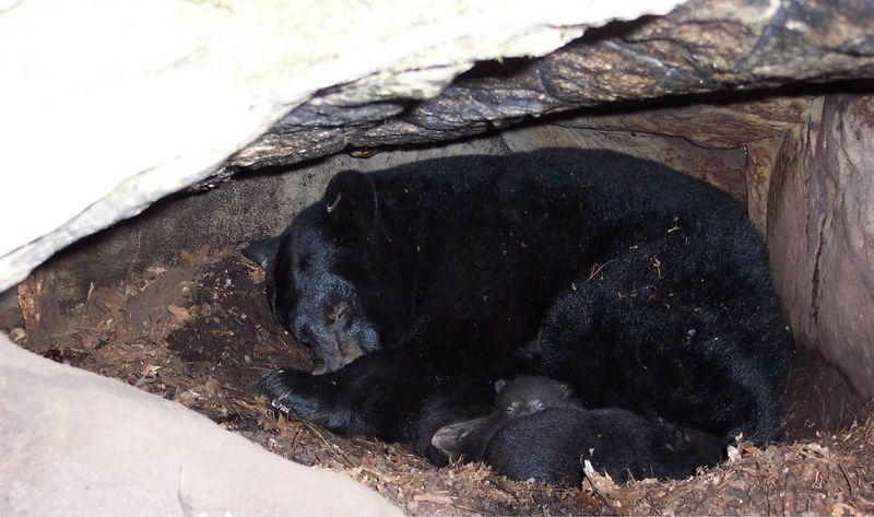 Cozy Cave Dwellers: Black Bears