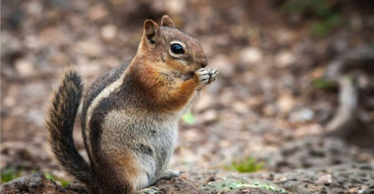 North American Animals Using Hibernation To Their Advantage