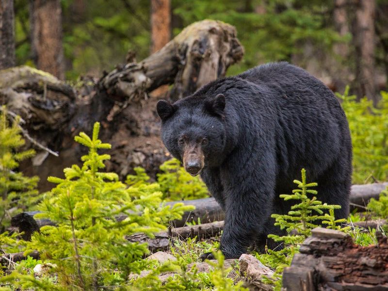 American Black Bear