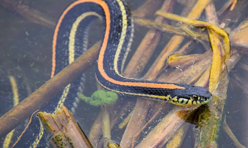 Garter Snake