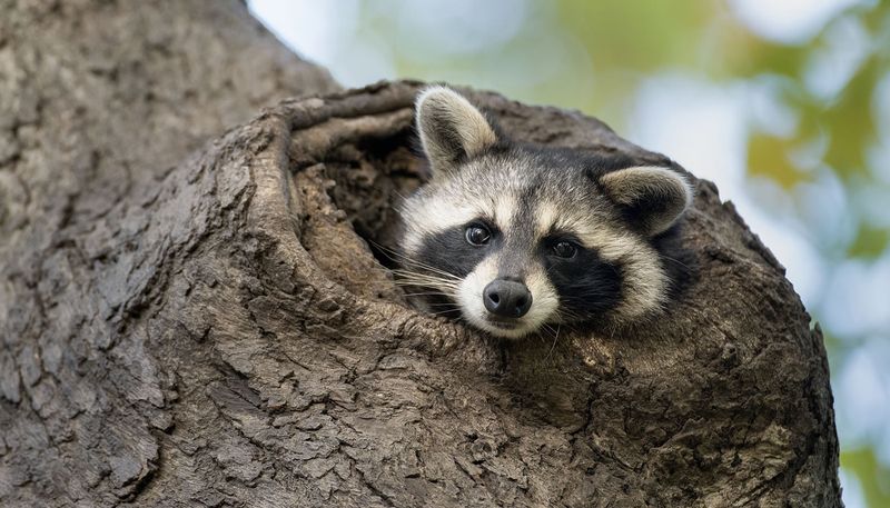 Raccoons